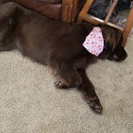 Newfoundlands from I.C.E Newfoundlands