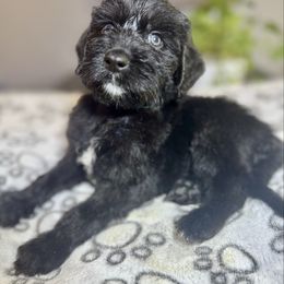 Beretta M - Black male Labradoodle puppy in Kingston, Georgia from CC Familydoodles