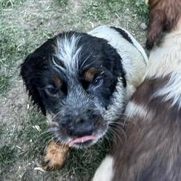 Luca - Black white and tan male English Springer Spaniel puppy in Coeur D'alene, Idaho from Springer Hollow