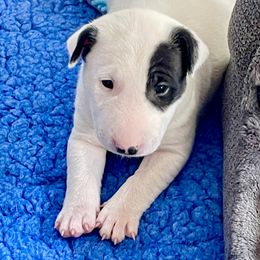 Girl 1 - White female Miniature Bull Terrier puppy in Granada Hills, California from Tonka Miniature Bull Terriers