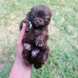 Espresso - Chocolate and tan male Pomeranian puppy in Buck Valley, Pennsylvania from Buck Valley Pomeranians