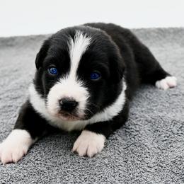 Emerie - Black & white female Miniature American Shepherd puppy in Damascus, Oregon from Rebel Soul Minis