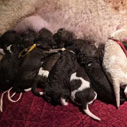 Goldendoodle and Poodle Puppies from Greg's Goldendoodles and Poodles