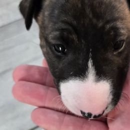 Bull Terriers from KBs. Bull Terriers