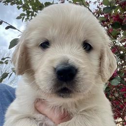 Black - Light golden male Golden Retriever puppy in Jesup, Georgia from Painted Platinum Retrievers (Painted Platinum Kennel) PPK