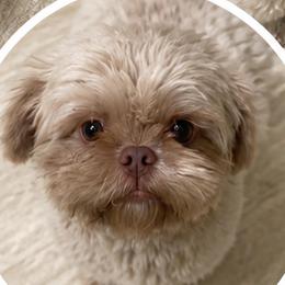 Lilma - Shih Tzu