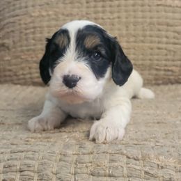 Arlo - White Cavapoo puppy in Missouri from KDK Missouri Miniature Poodles