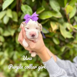 Girl 4 - Parti female Goldendoodle puppy in Orangevale, California from Ugly Dad Doodles