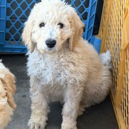 Sapphire - Golden female Double Doodle puppy in El Cajon, California from Calibear Doodles