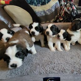 Saint Bernard Puppies from Middle Georgia Saints