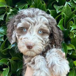 Willow - Merle female Goldendoodle puppy in Enumclaw, Washington from Owen-a-Doodle