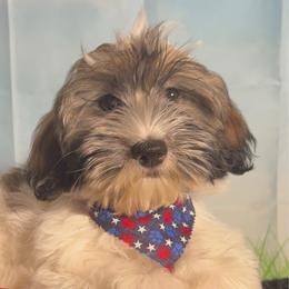 Earl - Silver sable male Havanese puppy in Clermont, Florida from Country Sweet Havanese and Creative Coaching