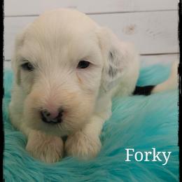 Forky - Black and white male Sheepadoodle puppy in Farley, Iowa from Iowa's Doodle Co.