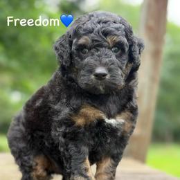 Freedom - Black phantom male Aussiedoodle puppy in Lancaster, Minnesota from Finney Ranch