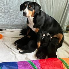 Entlebucher Mountain Dog Puppies from Ironclad