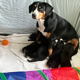 Entlebucher Mountain Dog Puppies from Ironclad