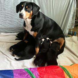 Entlebucher Mountain Dog Puppies from Ironclad