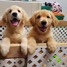 English Setter, Golden Retriever, and Gordon Setter Puppies from Katherine Lirette