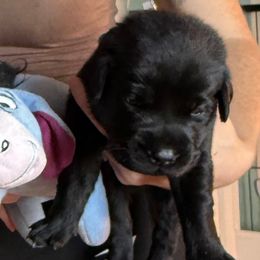 Blue collar boy - Black male Labrador Retriever puppy in Dunnellon, Florida from Quail Meadow Labradors