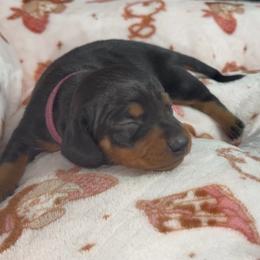Pink - Black and tan female Dachshund puppy in Bakersfield, California from KC Doxies