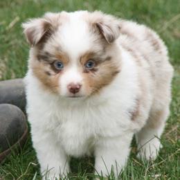 Griffin - Red merle male Miniature Australian Shepherd puppy in Fairview, South Dakota from Dakota Toy Aussies
