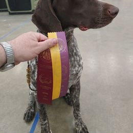 German Shorthaired Pointer All Grown Up from Majestik Kennels