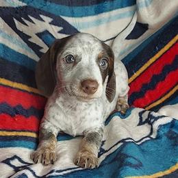FORD - CHOCOLATE PIEBALD - Piebald male Dachshund puppy in Swink, Oklahoma from Palali Farm