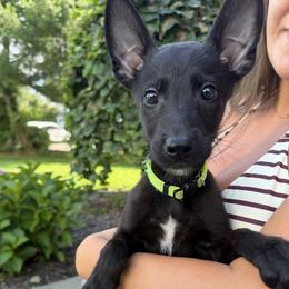 Apache - Black brindle male Dutch Shepherd puppy in Watertown, Connecticut from APACHEK9