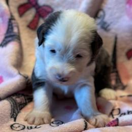 COOKIE - Gray and white female Sheepadoodle puppy in Riverside, California from Downtown Doodles & Frenchies