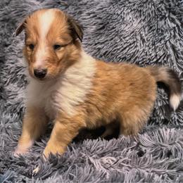 Nicks - Sable merle and white male Collie puppy in Charleston, West Virginia from Tucker Creek Collies