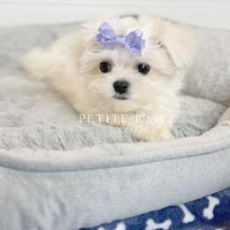 Mal-Shi and Maltese Puppies from Petite Pawz