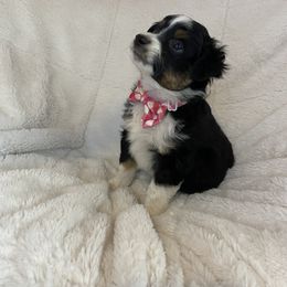 Miniature American Shepherd, Miniature Australian Shepherd, and Toy Australian Shepherd Puppies from Little Dipper mini Americans and toy Aussies