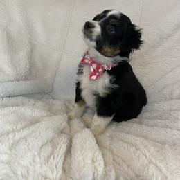 Miniature American Shepherd, Miniature Australian Shepherd, and Toy Australian Shepherd Puppies from Little Dipper mini Americans and toy Aussies