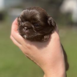 Chocolate and Tan - Chocolate and tan male Shih Tzu puppy in Clinton, Tennessee from Southland’s Shih Tzus