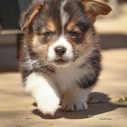 Pembroke Welsh Corgi Puppies from Golden Rose Corgis