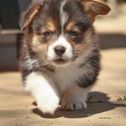 Pembroke Welsh Corgi Puppies from Golden Rose Corgis
