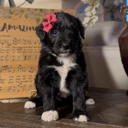 Orchid - Black and white female Aussiedoodle puppy in Cartersville, Georgia from Simply Blessed Doodles