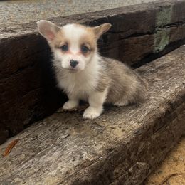 Mismark Boy - White and red male Pembroke Welsh Corgi puppy in De Witt, Arkansas from Western Plains Kennel