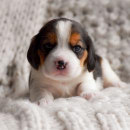 Arlo - Blue tan and white male Beagle puppy in Caldwell, Ohio from Folklore Kennel