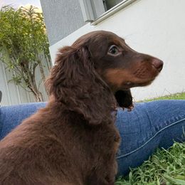 Chocolate and Tan Female ready to go - Chocolate and tan female Dachshund puppy in Cutler Bay, Florida from Dadecounty’s Dachshunds