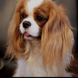 Cavalier King Charles Spaniel Puppies from Whisper Wood Acres