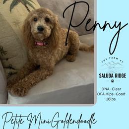 Penny - Goldendoodle