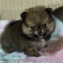 Nyx - Orange sable female Pomeranian puppy in Coleman, Oklahoma from Pretty Poms