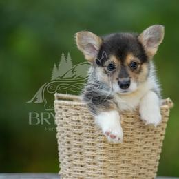 Black Collar - Black and tan male Pembroke Welsh Corgi puppy in Terrell, Texas from Brynwood Pembroke Welsh Corgis