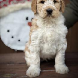 Lucky Country Jax of All Trades - Caramel male Australian Labradoodle puppy in Wake Forest, North Carolina from Lucky Country Labradoodles