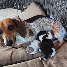 Dachshund Puppies from Haus of Wiener Schnitzel