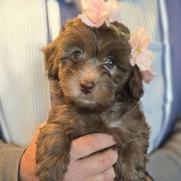 Coco Chanel - Brown and white female Aussiedoodle puppy in Prescott Valley, Arizona from Ramirez Family Doodles