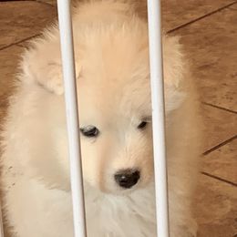 Samoyed Puppies from Falling cedar farm samoyeds