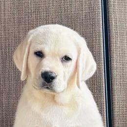 Girl 5 - Yellow female Labrador Retriever puppy in Jamestown, Ohio from Heartlands Quality Labrador Retrievers
