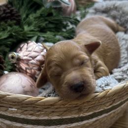 Lucy (Light Pink Collar) - Red  female Goldendoodle puppy in Bay City, Texas from Charming Doods